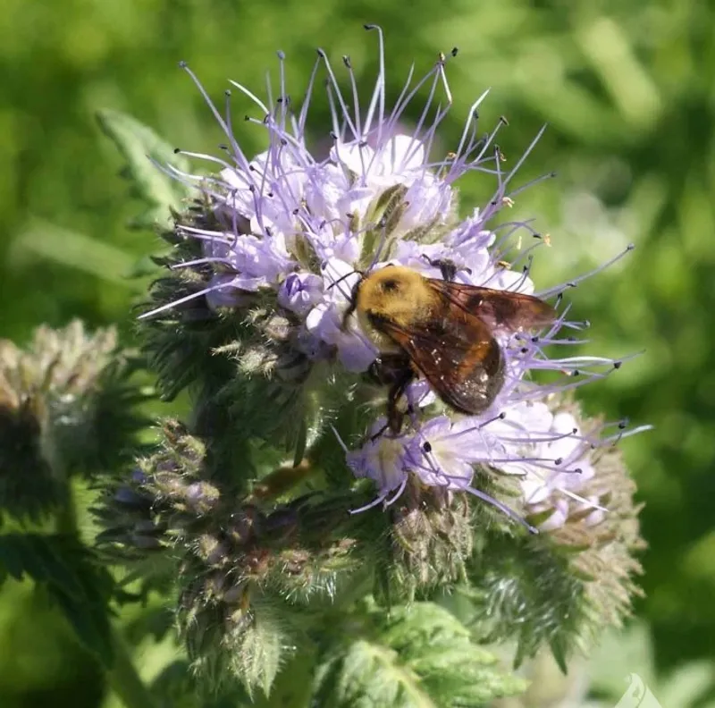 Phacelia