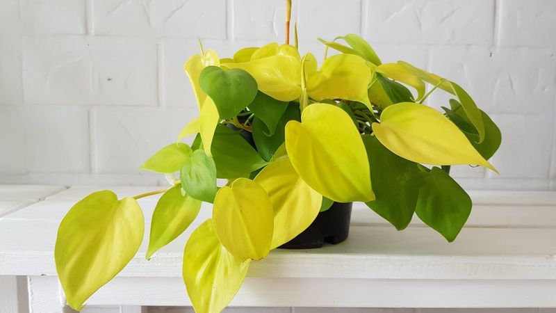 Philodendron