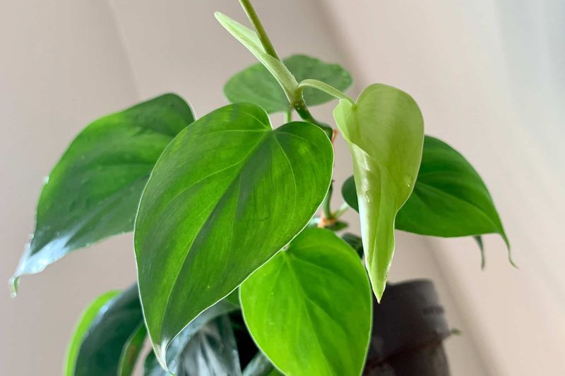 Philodendron
