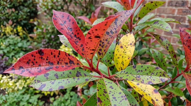 Photinia leaf spot is a risk, but a bare base is not inevitable Photinia leaf spot is a risk, but a bare base is not inevitable