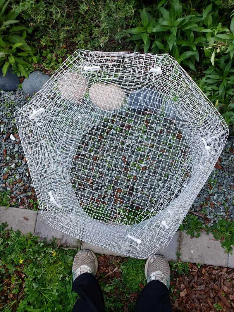 Physical barriers can protect new beds while you manage gophers Physical barriers can protect new beds while you manage gophers