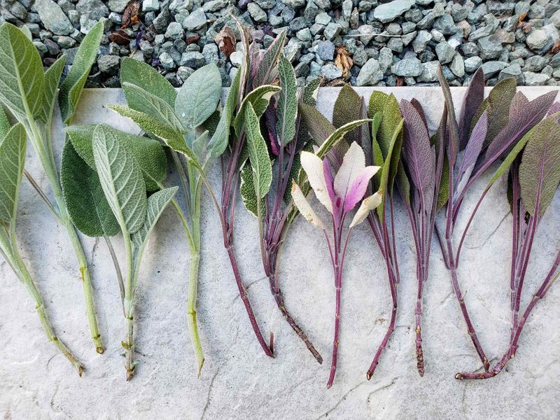 Pick Healthy, Non-Flowering Stems Pick Healthy, Non-Flowering Stems