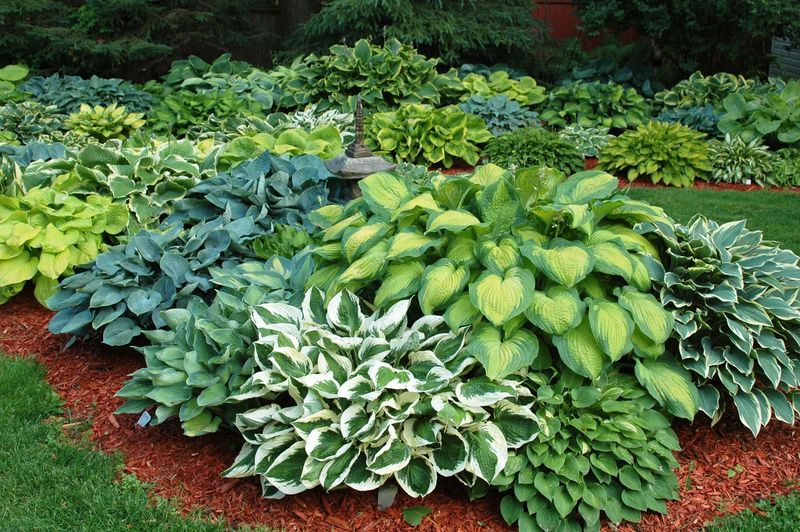 Pick Heat-Tolerant Hosta Varieties Pick Heat-Tolerant Hosta Varieties