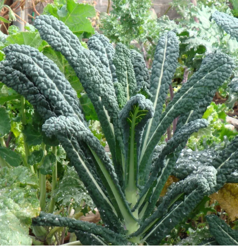 Pick Kale That Laughs at Cold Snaps
