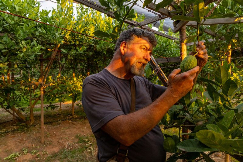 Pick Ripe Fruit Early