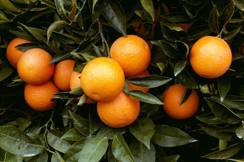 Pick Ripe Fruit Early