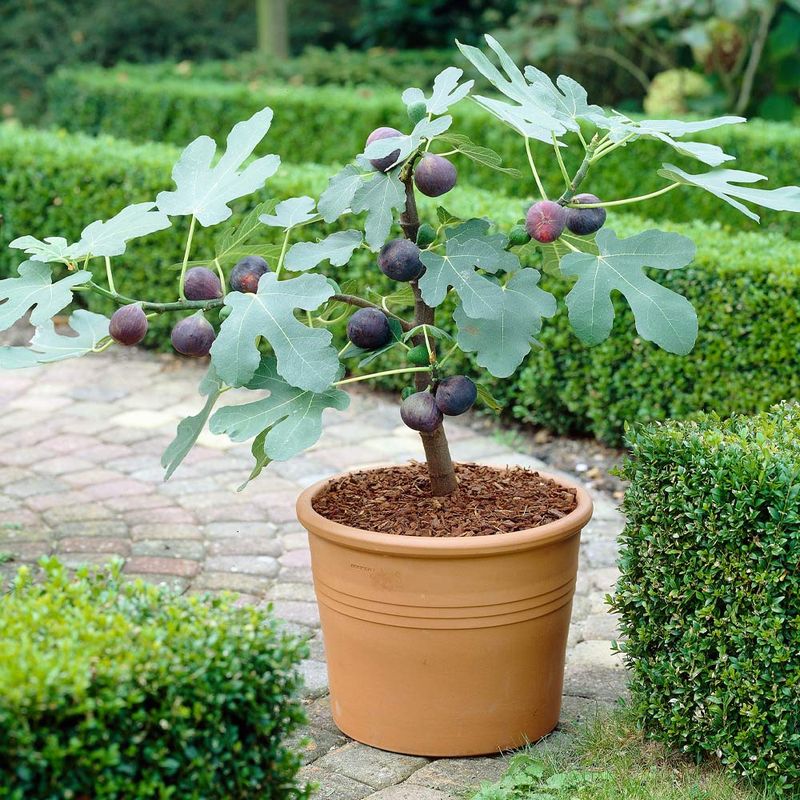 Pick a Cold-Hardy Variety From the Start