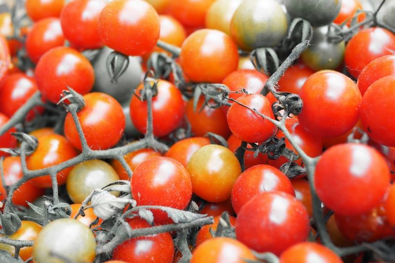 Pick nearly ripe tomatoes before forecast rain Pick nearly ripe tomatoes before forecast rain