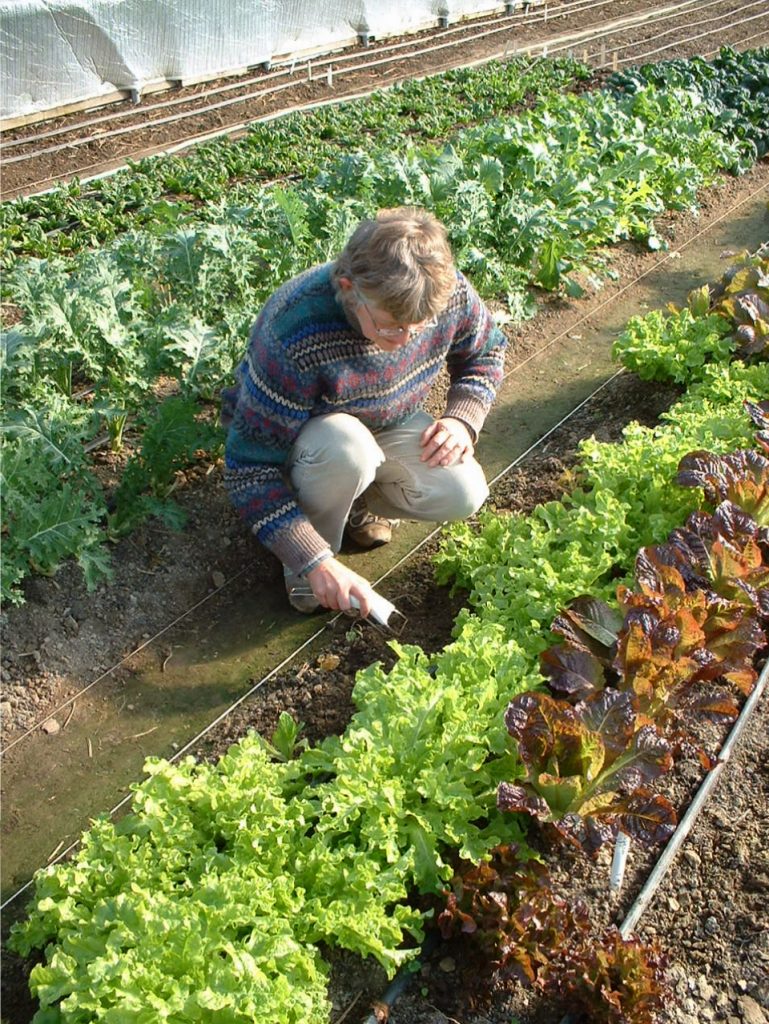 Pick outer leaves as they reach usable size