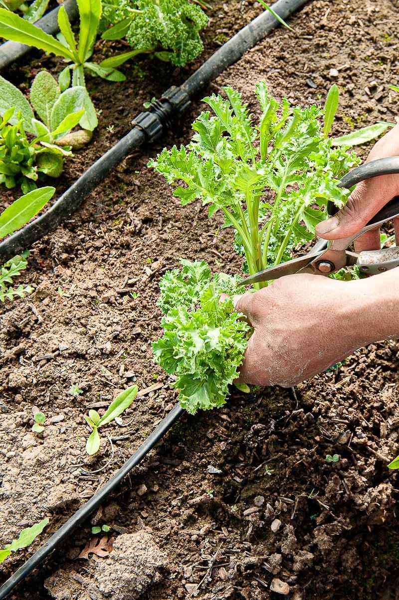 Pick young leaves for a tender harvest Pick young leaves for a tender harvest