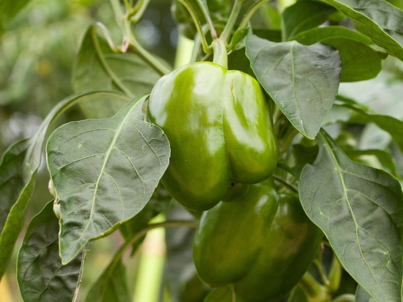 Picked green peppers rarely finish ripening