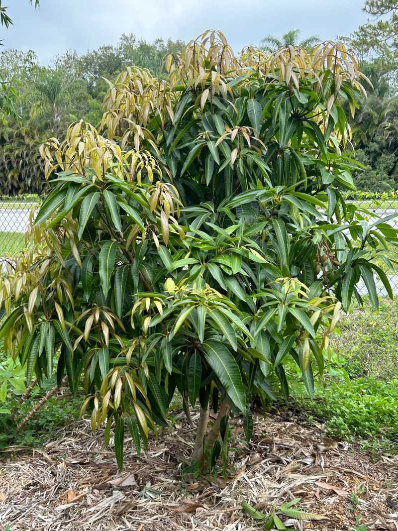Pickering Mango