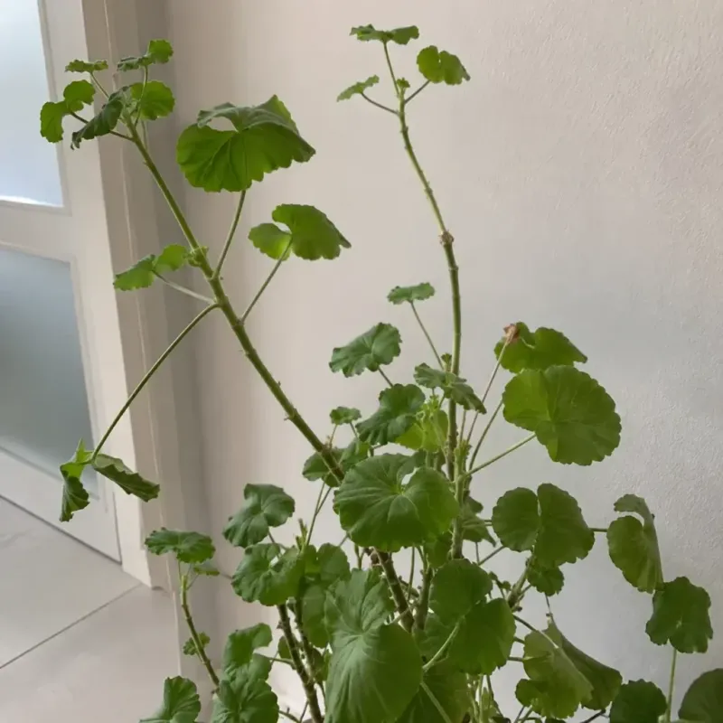 Pinch Back Leggy Stems for Bushier Growth