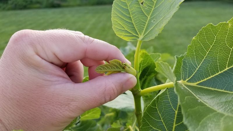 Pinch Off the Newest Growth