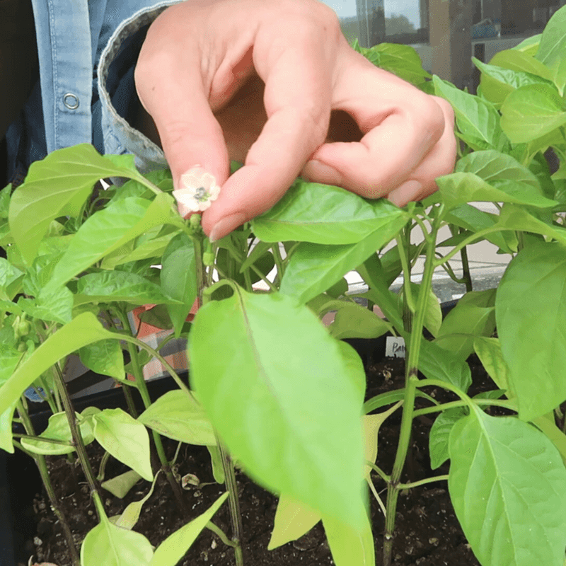 Pinching blooms is not a proven shortcut to faster color
