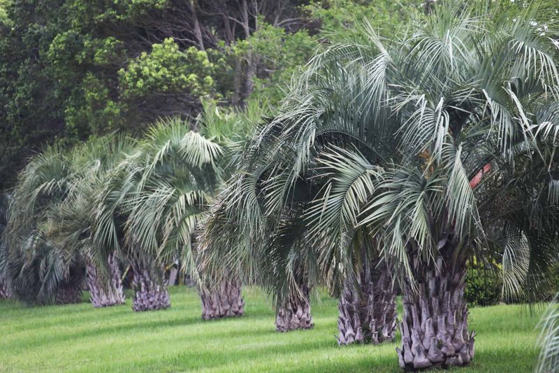 Pindo Palm