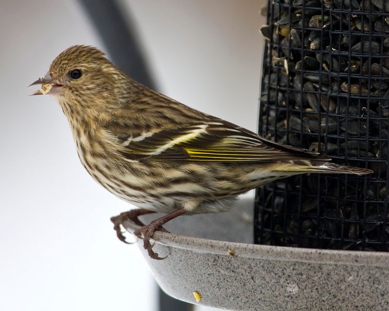 Pine Siskin