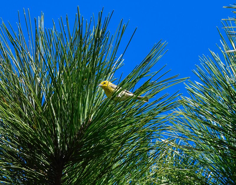 Pine Warbler
