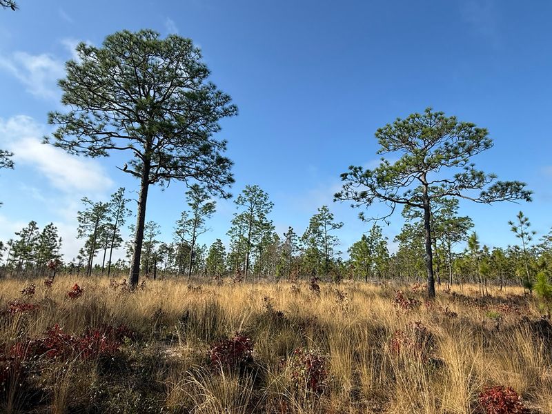 Pine-flatwoods habitat is not proof of a pine-straw refuge