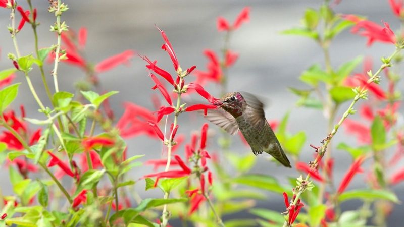 Pineapple Sage (Salvia elegans)