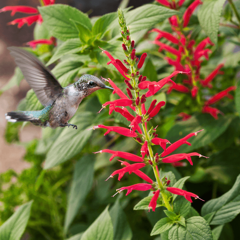 Pineapple Sage (Salvia elegans) Pineapple Sage (Salvia elegans)