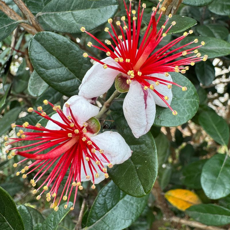 Pineapple guava offers a low-spray possibility, not a harvest guarantee