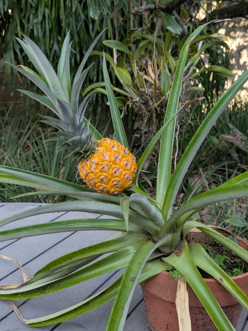 Pineapple