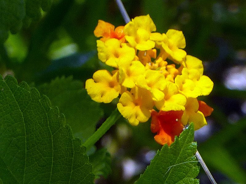 Pineland Lantana