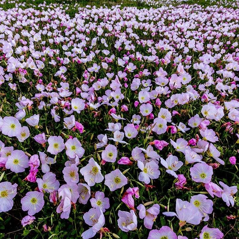 Pink Evening Primrose
