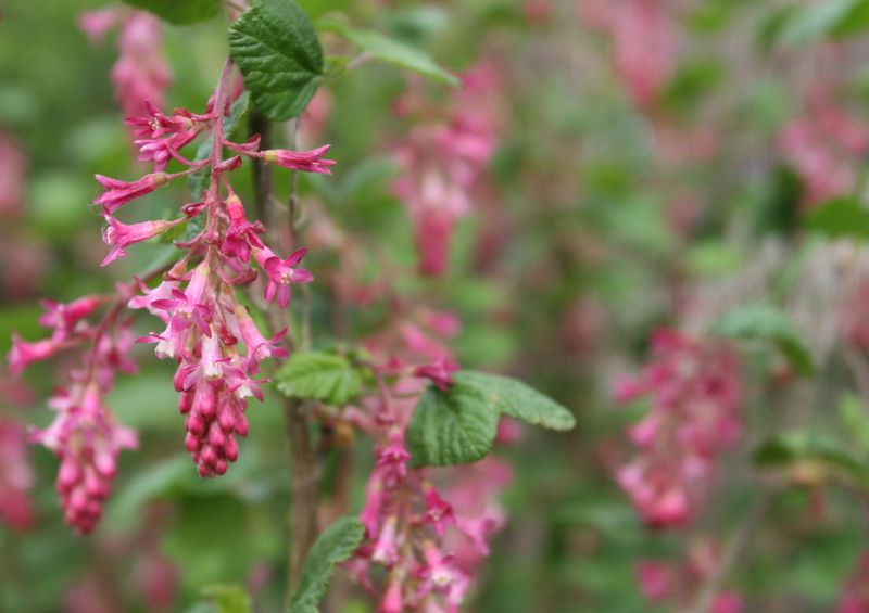 Pink-Flowering Currant (Ribes sanguineum var. glutinosum)
