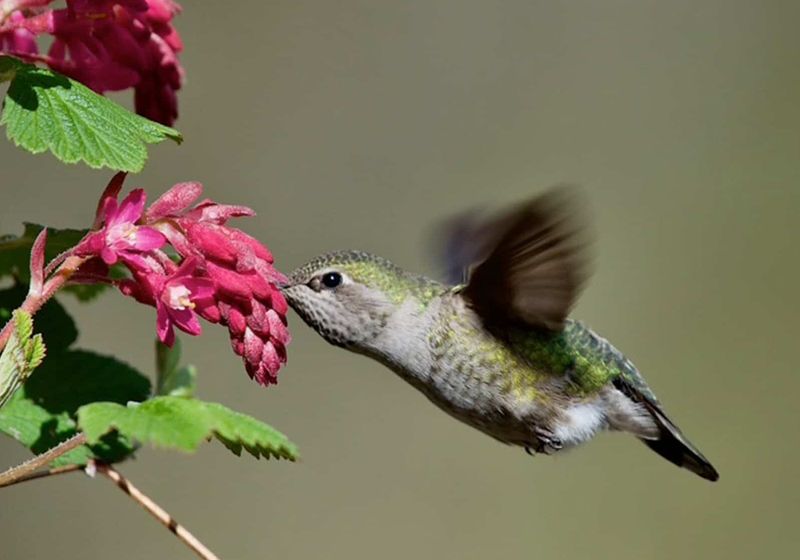 Pink Flowering Currant