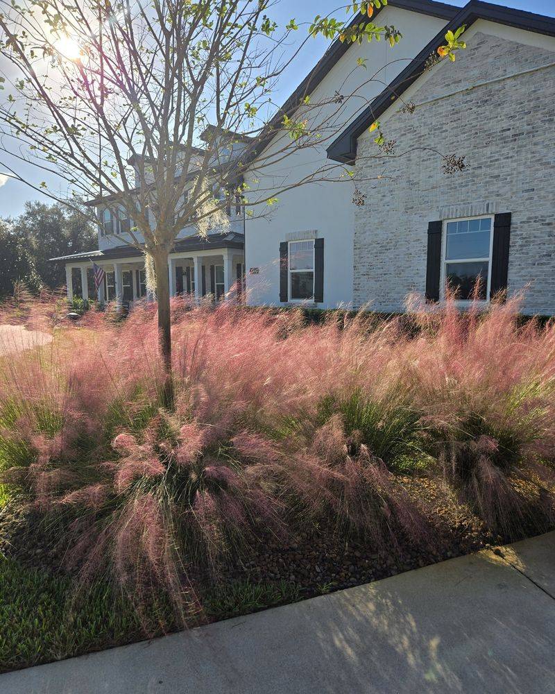 Pink Muhly Grass