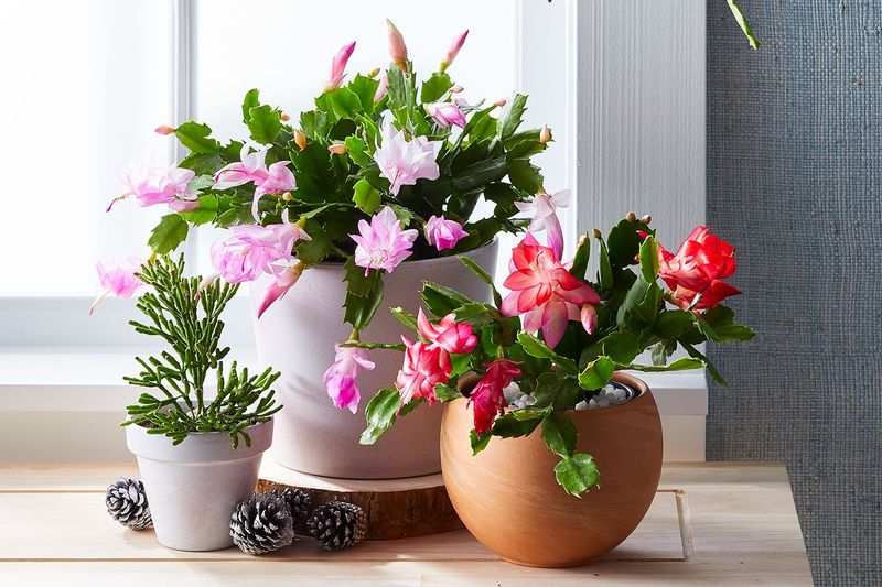 Pink buds are not a warning sign by themselves