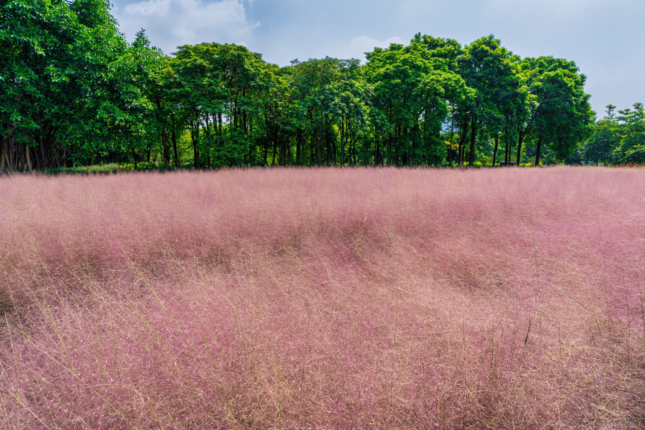 Pink muhly is a native perennial option Pink muhly is a native perennial option