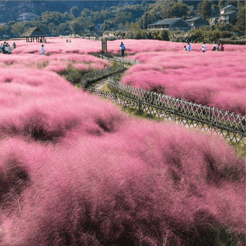 Pink-purple plumes are a fall feature Pink-purple plumes are a fall feature