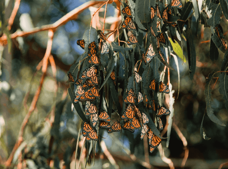 Pismo Beach Monarch Butterfly Grove Pismo Beach Monarch Butterfly Grove