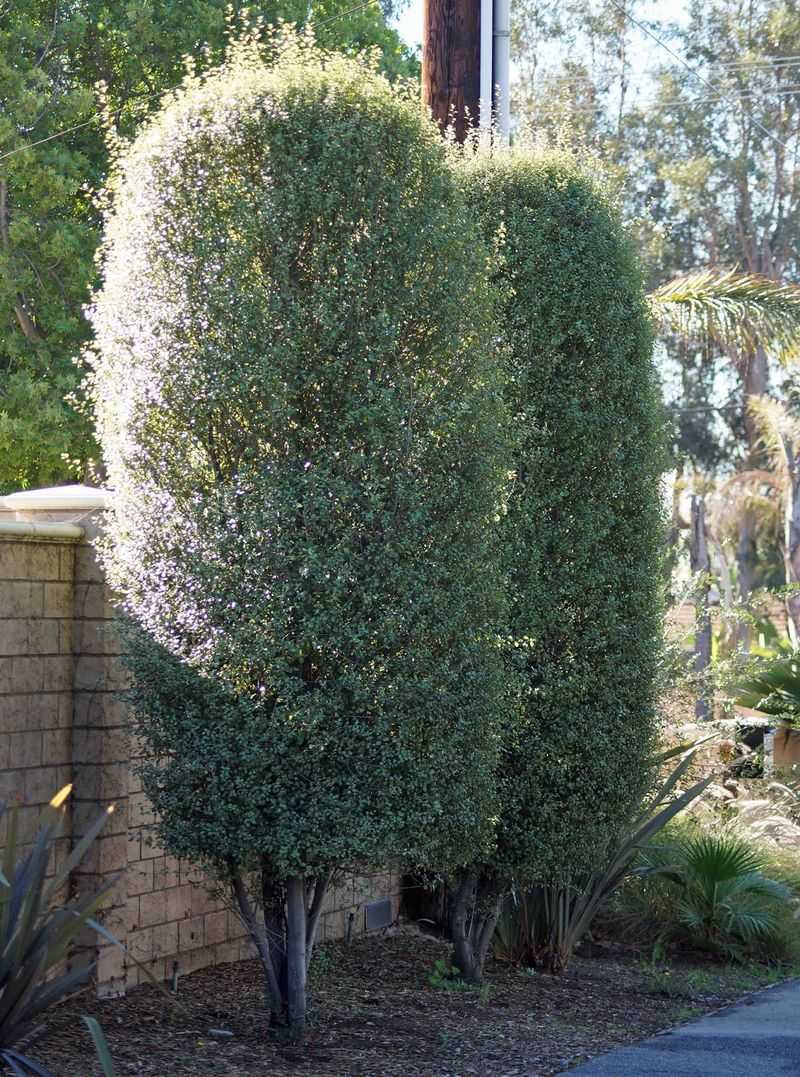 Pittosporum 'Silver Sheen' Pittosporum 'Silver Sheen'
