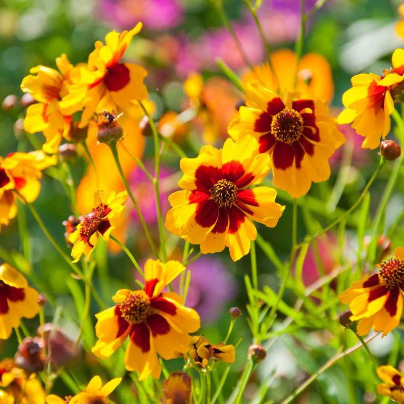 Plains Coreopsis