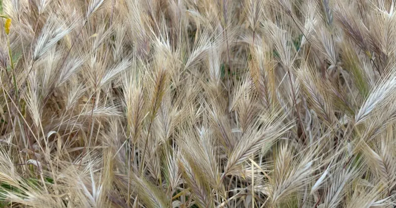 Plan around local fall growth, not a statewide first-rain deadline
