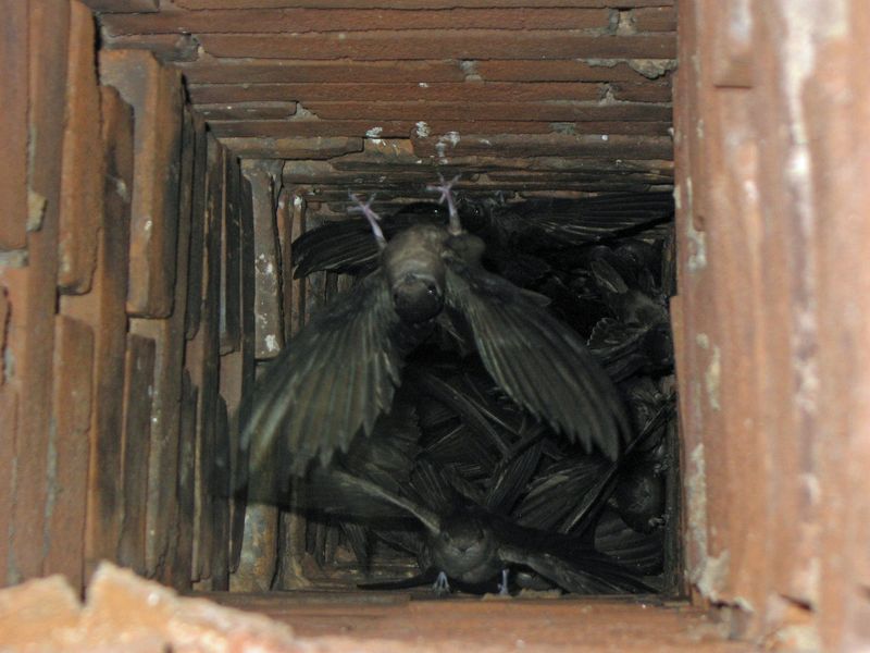 Plan chimney work for after migration