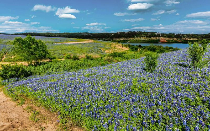 Plan for a chance at spring color