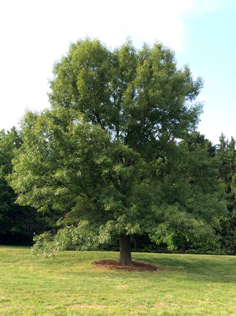 Plan for future shade, not instant relief
