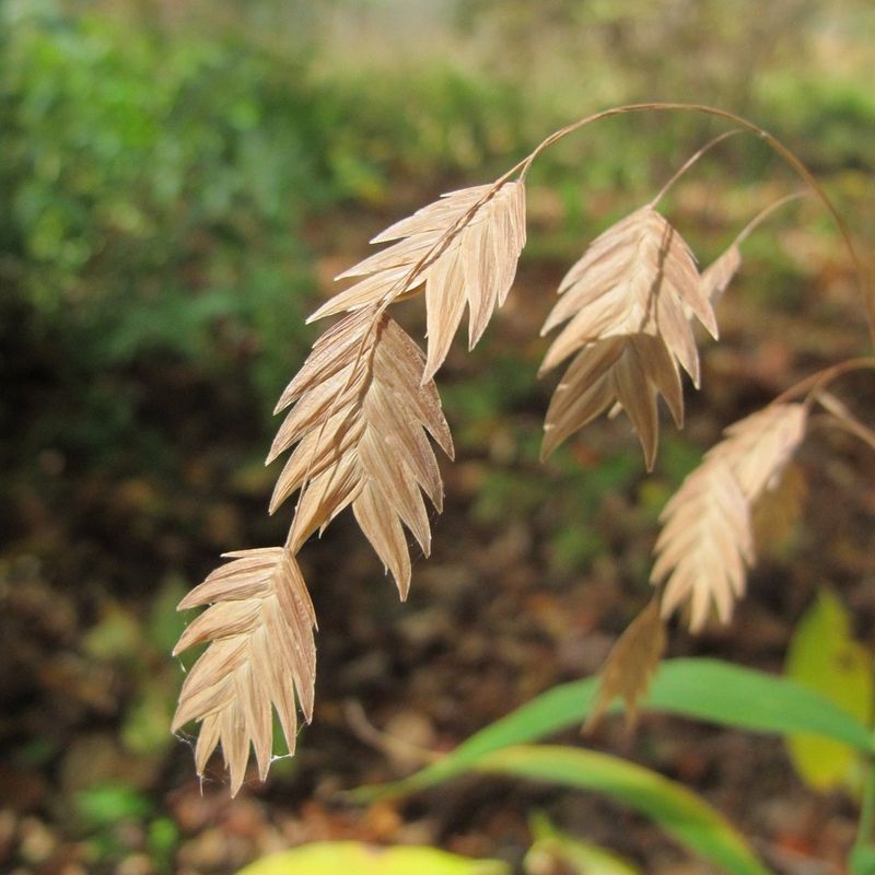 Plan for reseeding and seasonal cutbacks Plan for reseeding and seasonal cutbacks