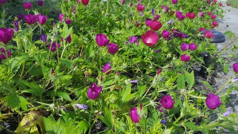 Plan for seasonal dieback and variable bloom