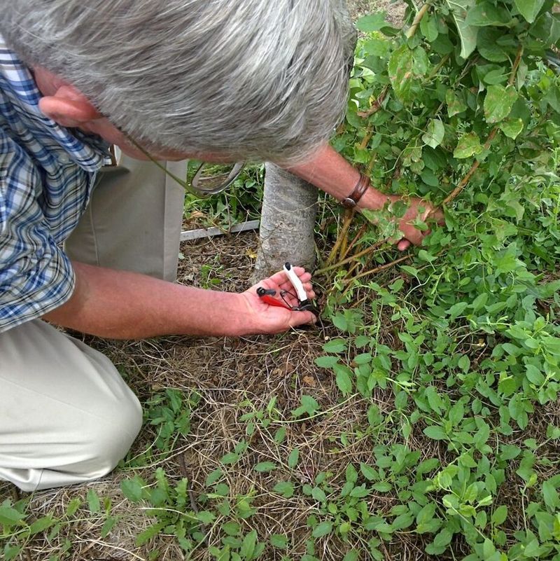 Plan for thorns, suckers, and differing pruning advice Plan for thorns, suckers, and differing pruning advice