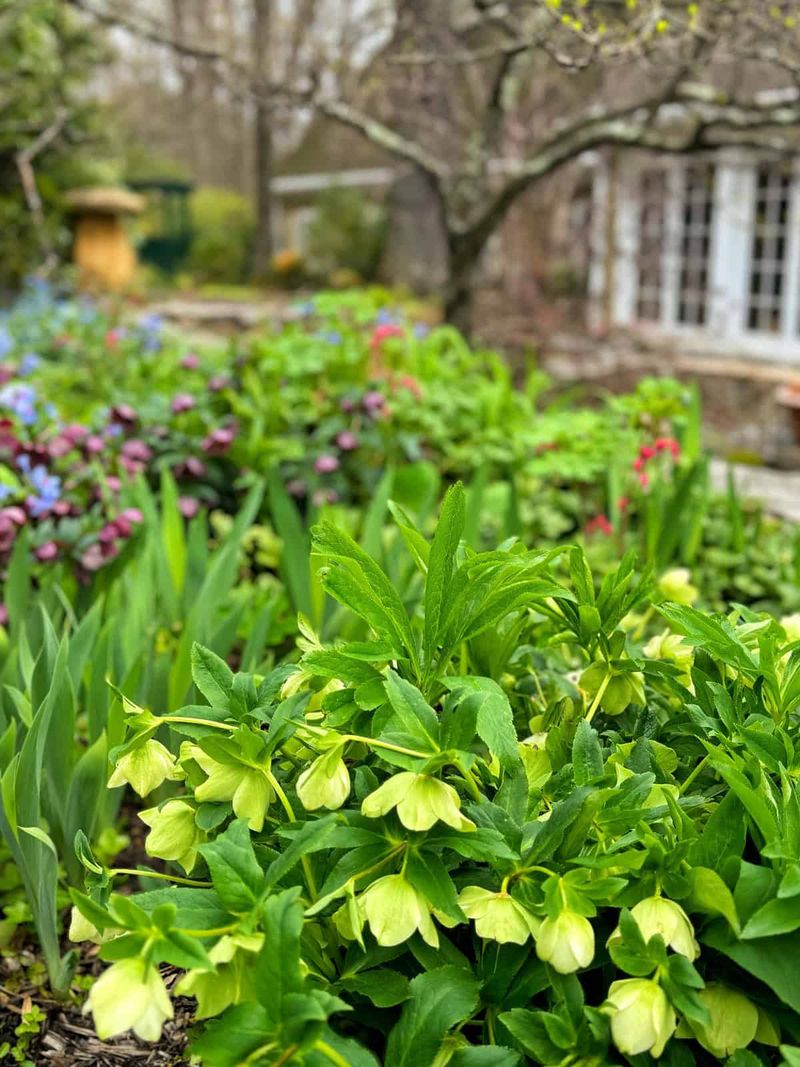 Plan for winter interest without a guaranteed bloom date Plan for winter interest without a guaranteed bloom date