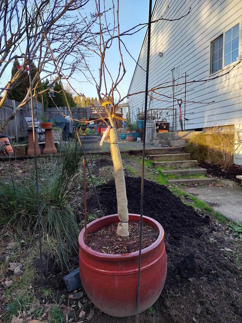Plan planting for late fall or early winter Plan planting for late fall or early winter