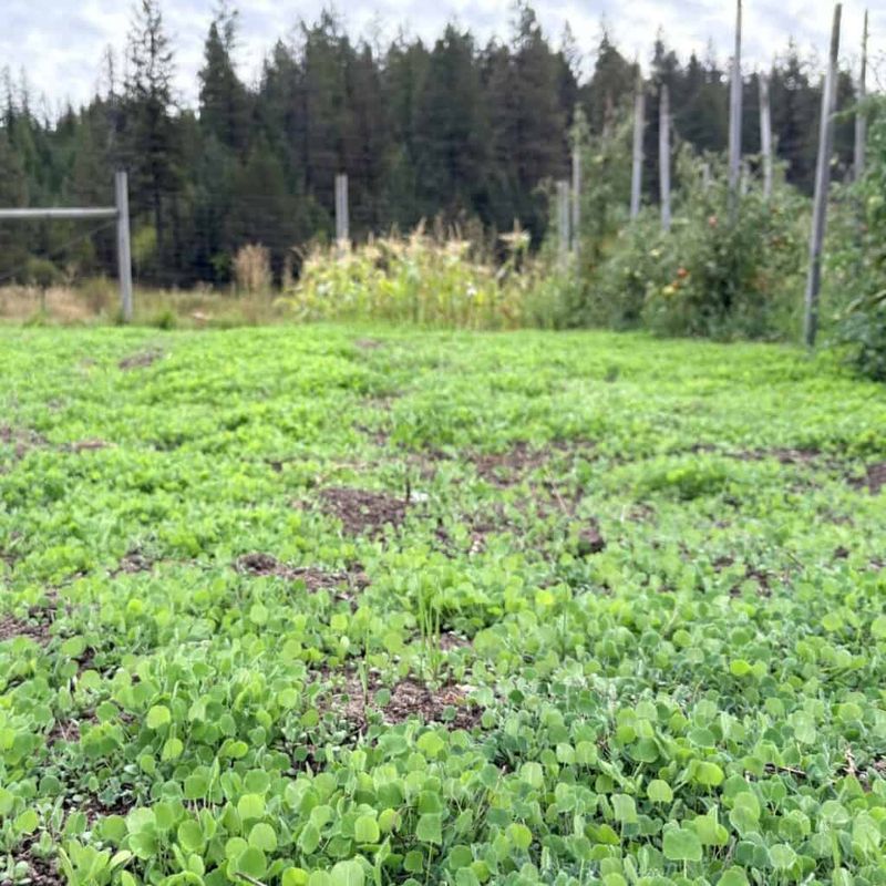 Plan spring termination before tomatoes return
