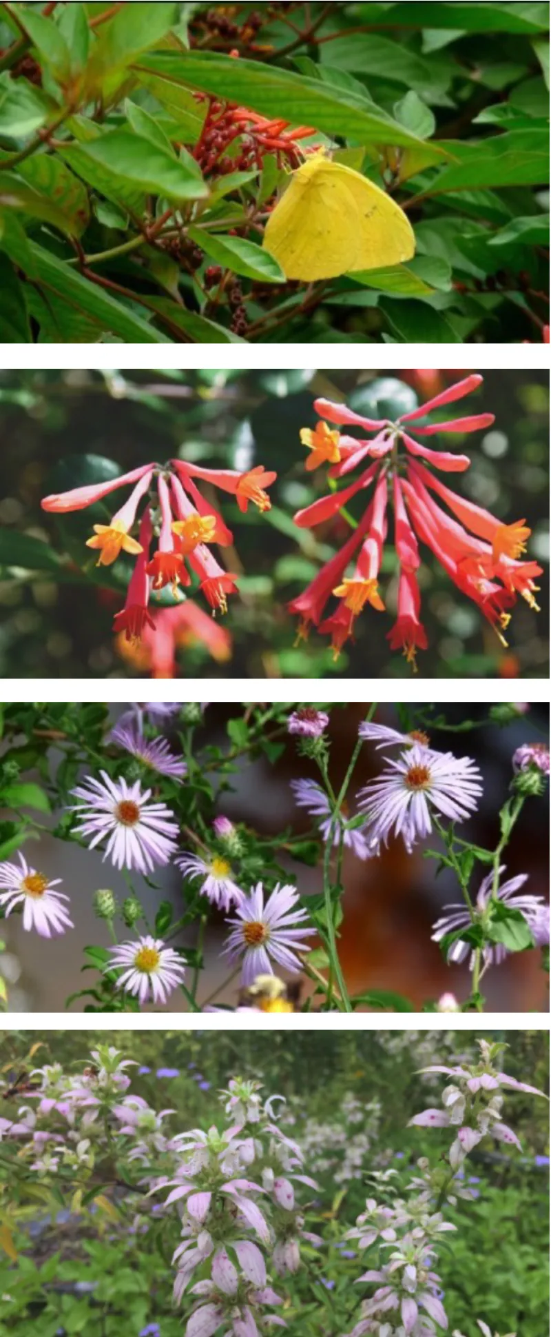 Plant Native Flowers Beyond the Flight Zone