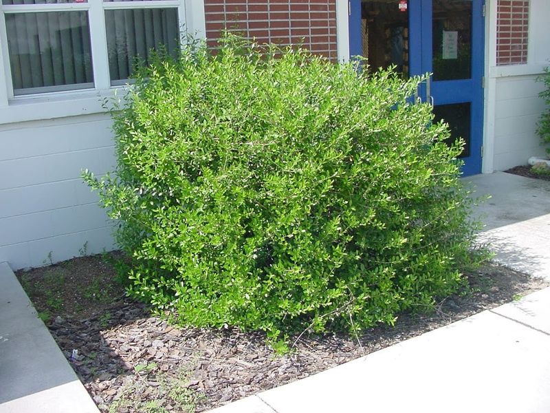 Plant Native Shrubs With Room to Hide